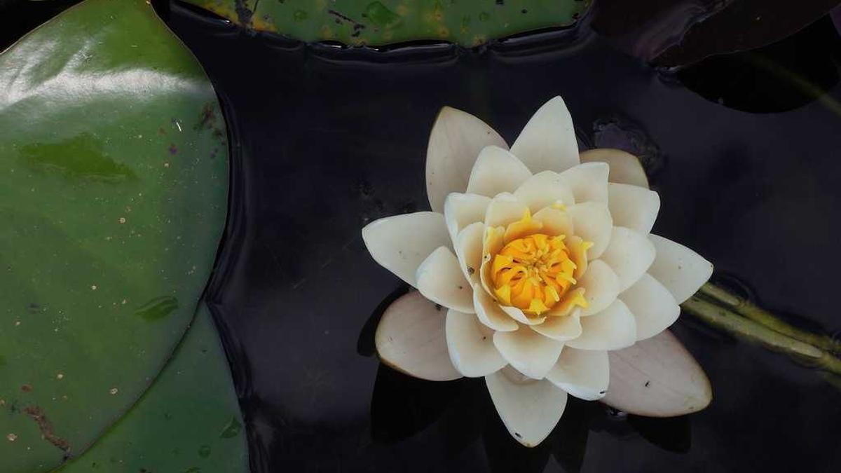 让AI预测自己未来十年的发展路径，它给出的曲线在五年后突然变成了无法解读的混沌图形。